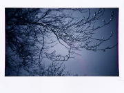 Spring Branches #2