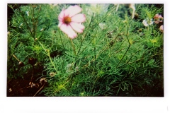 Cosmos #1