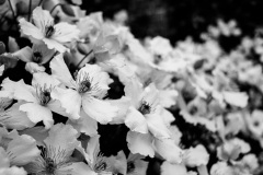 Clematis