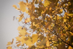 Autumn Gold #1