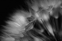 Dandelion Study #1