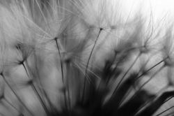 Dandelion Study #2