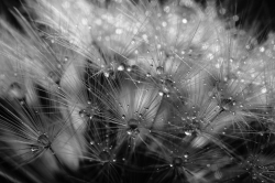 Dandelion Study #4