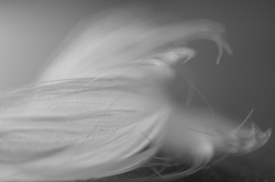 Feather Abstract #1