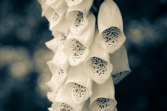 Foxglove