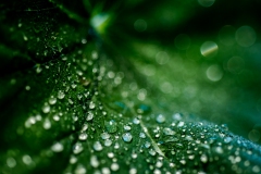 Leaf Droplets #3