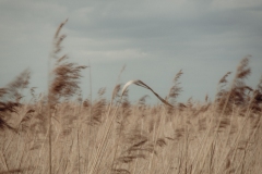 Swaying Reeds