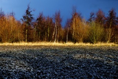 Line of Trees