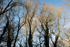 Sunlight Touching the Branches